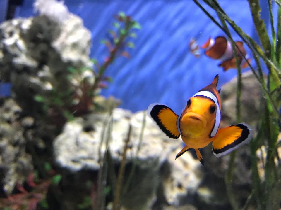 Blue Reef Aquarium Newquay